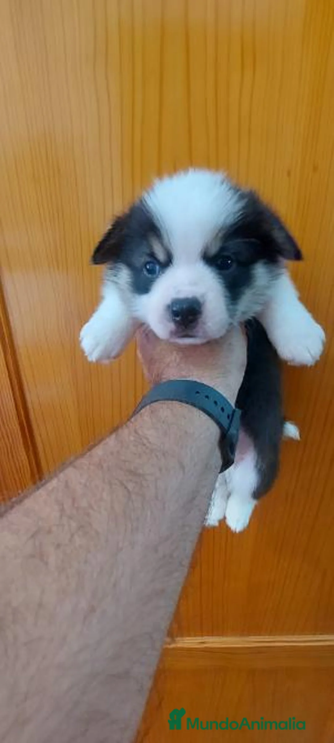 Welsh Corgi Pembroke perros en venta: Camada Welsh Corgi Pembroke - Anuncio 2