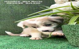 Border Collie perros en venta: Border Collie hembra red Merle - Imagen 12