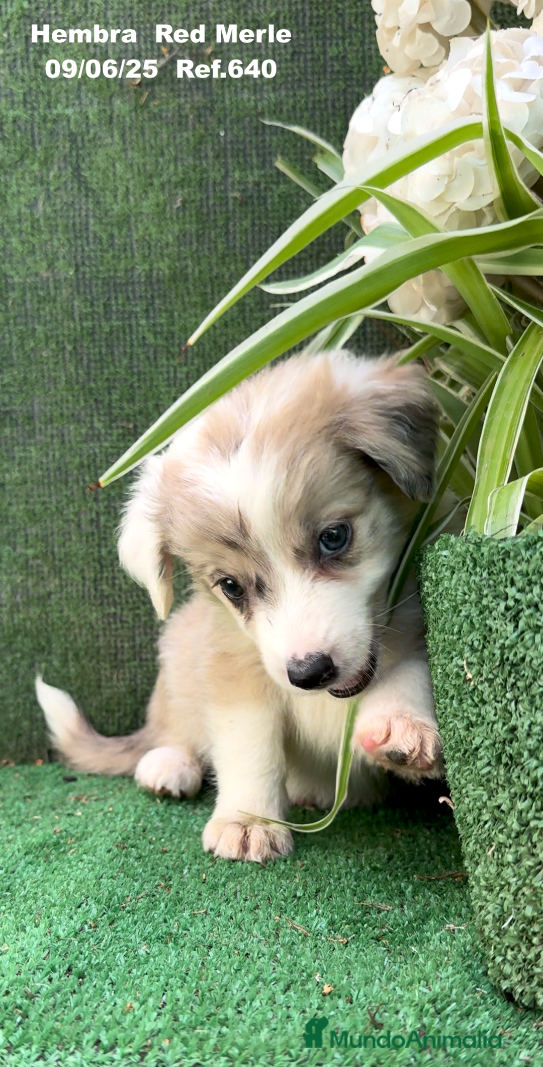 Border Collie perros en venta: Border Collie hembra red Merle - Imagen 12