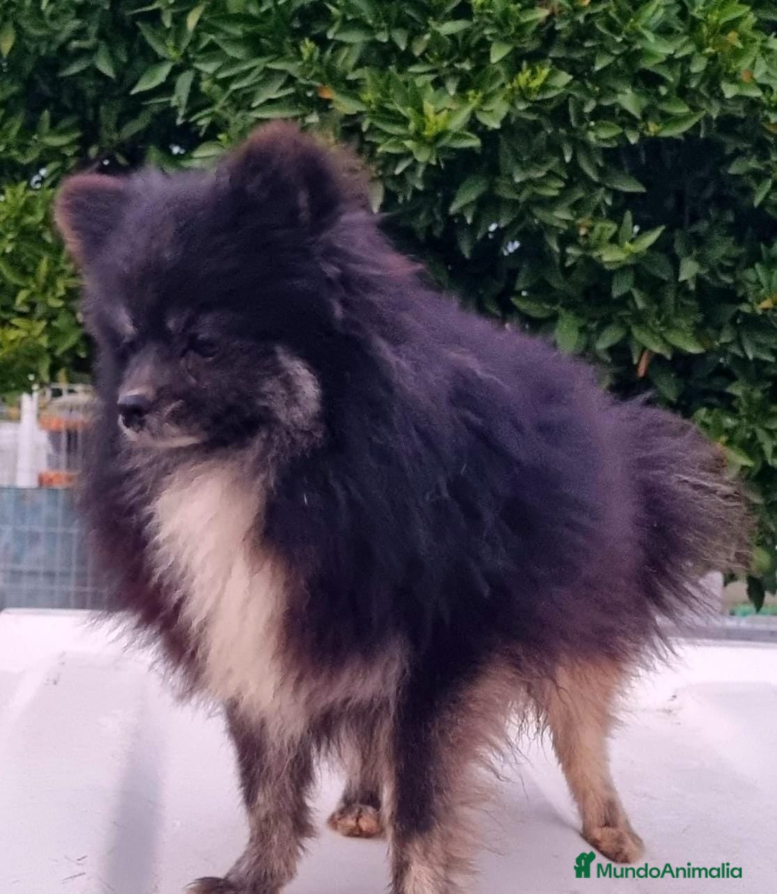 Pomerania perros Macho de pomerania  - Anuncio 8