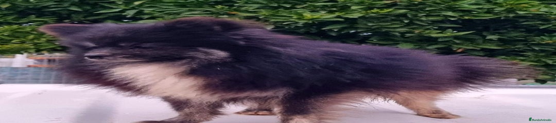 Pomerania Cachorro 1