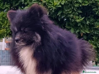 Pomerania perros Macho de pomerania - Anuncio 1