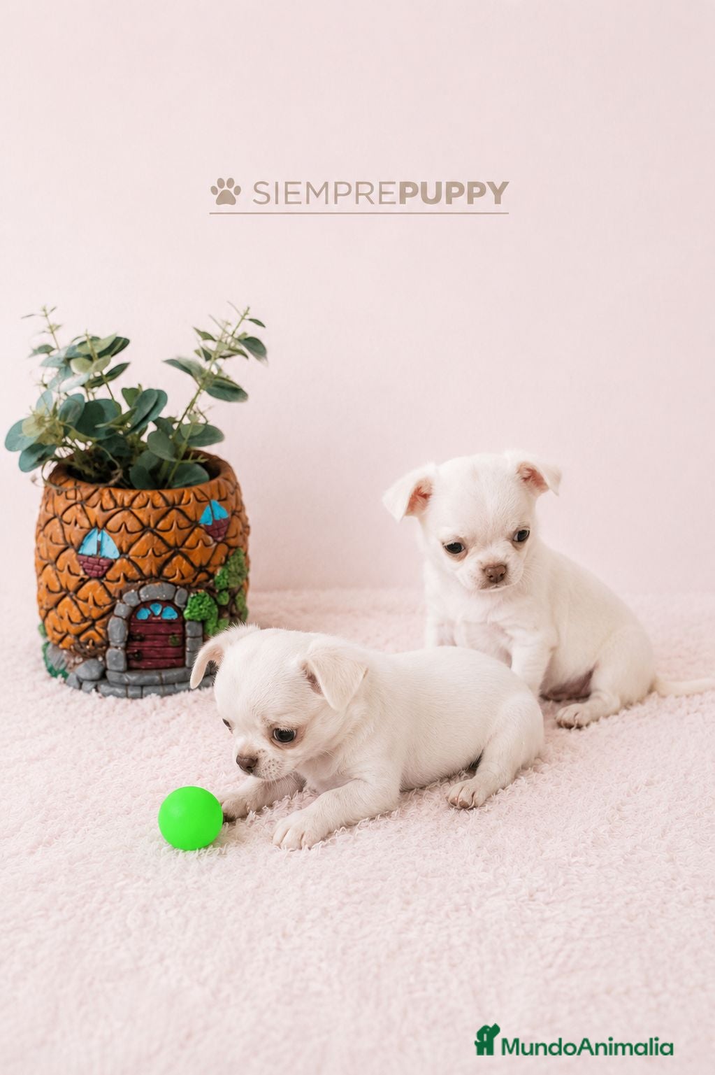 Chihuahua perros CHIHUAHUA TOY CABEZA DE MANZANA - Anuncio 4