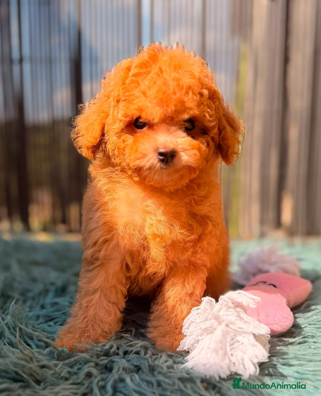 Caniche Toy perros en venta: CANICHE TOY  - Anuncio 11
