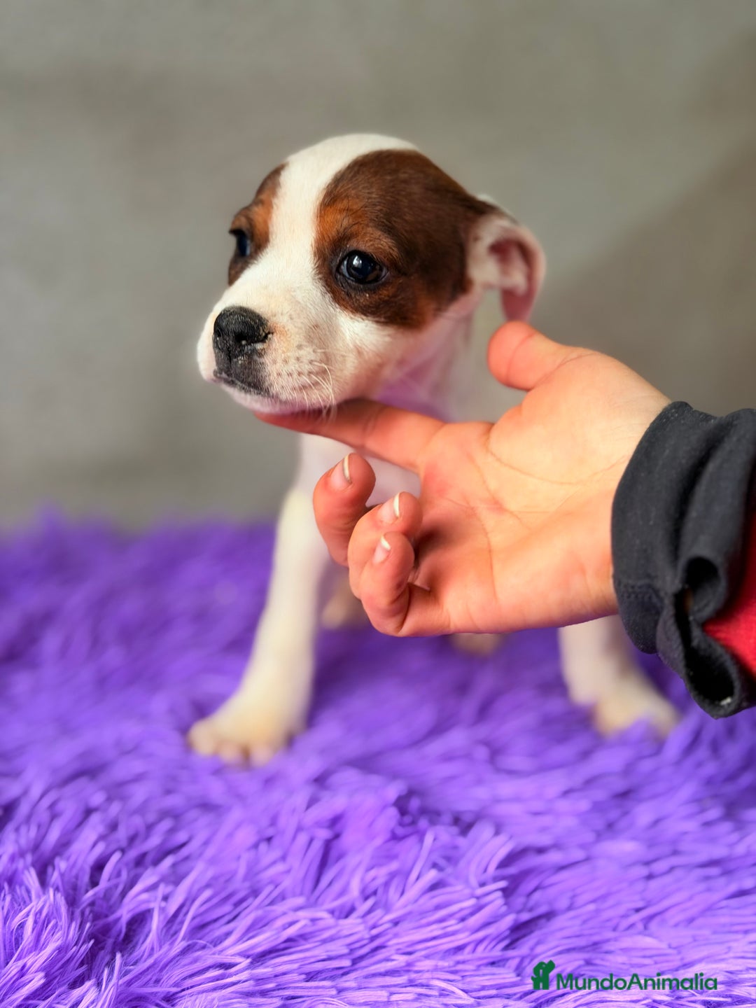 Staffordshire Bull Terrier perros en venta: Staffordshire hembra  - Anuncio 5