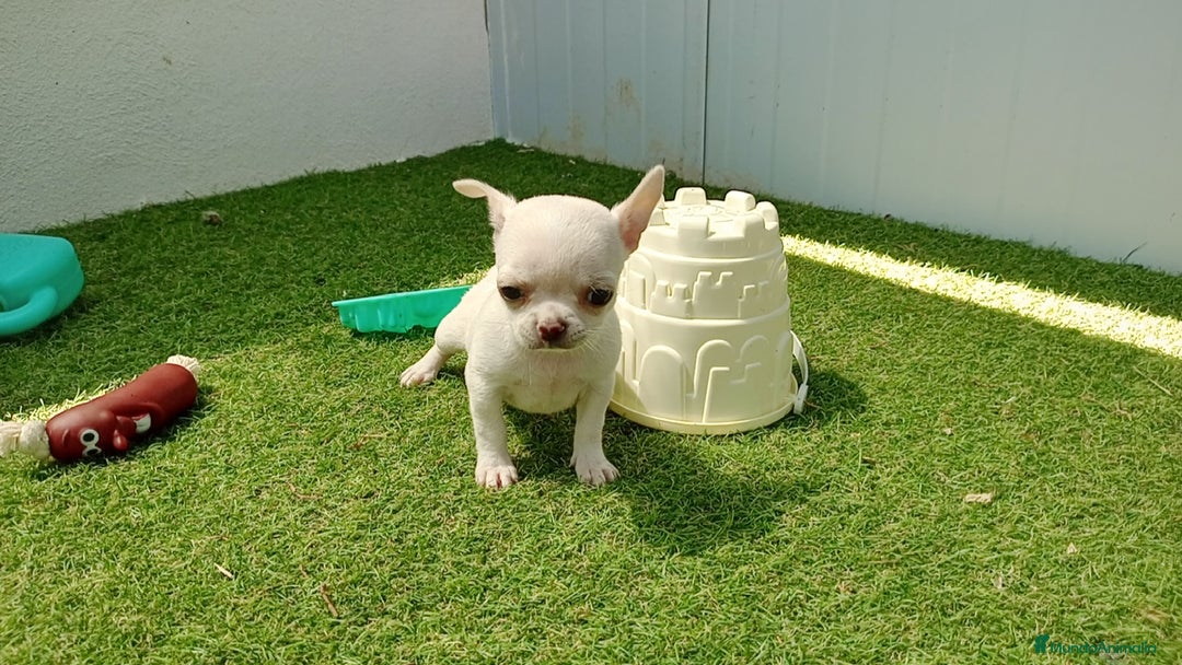 Chihuahua perros en venta: Chihuahuas - Imagen 2
