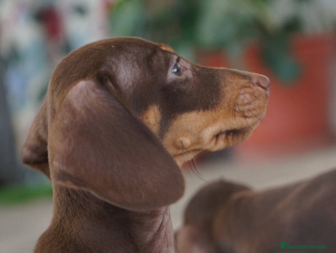 Teckel Miniatura perros en venta: 🐕 Gregorio, 🍫 Bongo y 🍩 Cacao – Teckel únicos - Imagen 7