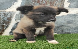 Raza Mixta perros en venta: BBORDERPOM  macho(pomerania + border collie) - Imagen 1