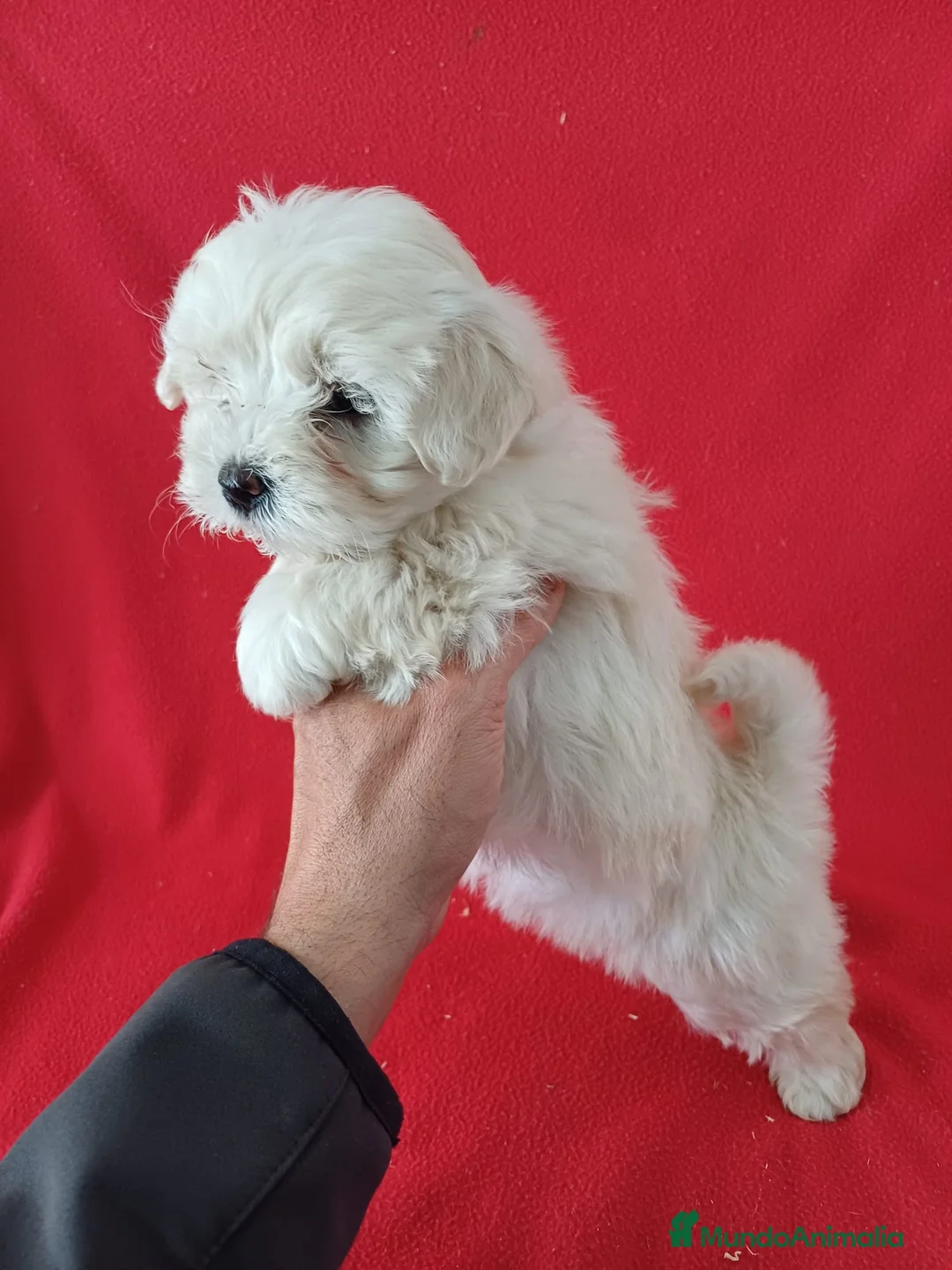 Bichón Maltés perros en venta: Bichon Maltés Americano  - Anuncio 2