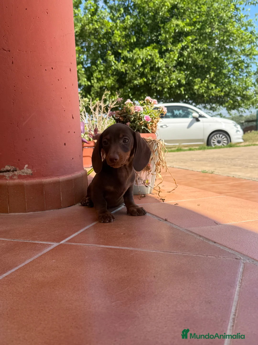 Teckel Miniatura perros en venta: Teckel miniatura chocolate y arlequín - Anuncio 4