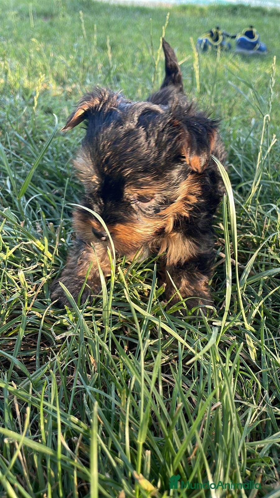 Yorkshire Terrier perros yorkshire miniatura  - Anuncio 29