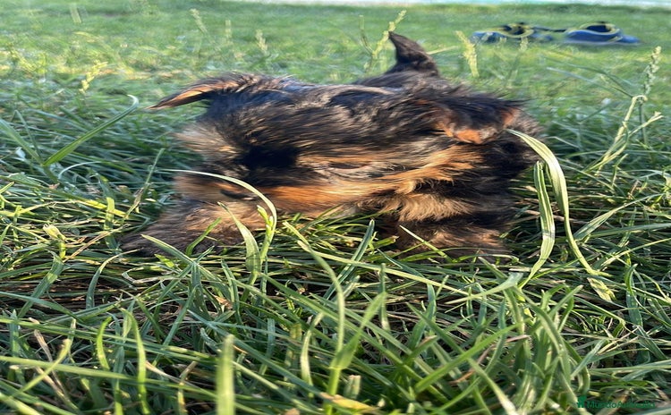 Yorkshire Terrier perros - Anuncio 1