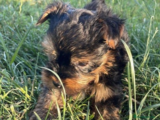 Yorkshire Terrier perros - Anuncio 1