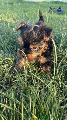 Yorkshire Terrier perros - Anuncio 1
