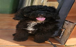 Caniche Toy perros en venta: caniche enano toy muy guapo  - Imagen 3