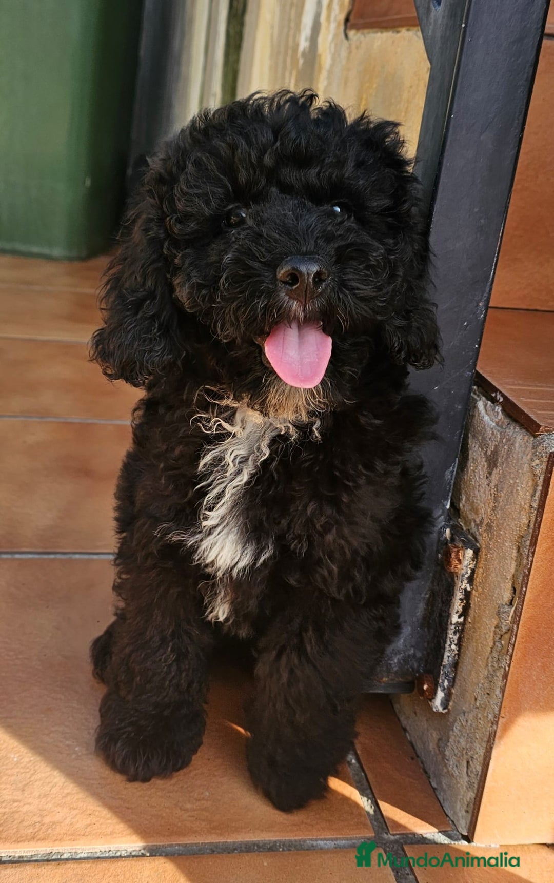 Caniche Toy perros en venta: caniche enano toy muy guapo  - Imagen 3