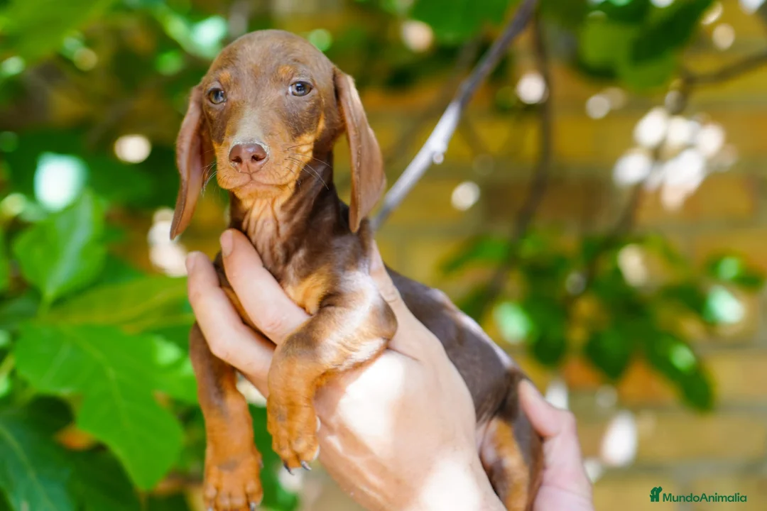 Teckel Miniatura perros en venta: Teckel Miniatura  - Anuncio 11