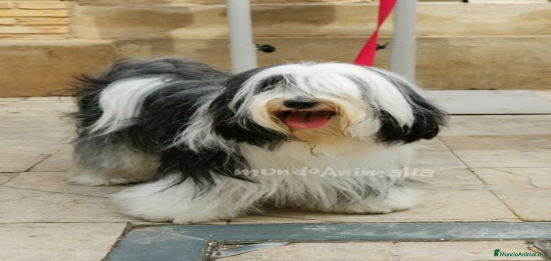 Imagen de galería {{count}}