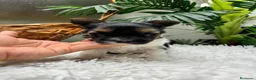 Yorkshire Terrier perros en venta: YORKSHIRE BIEWER HEMBRA - Anuncio 9