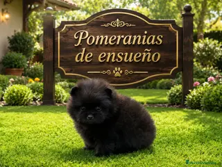 Pomerania perros Pomerañia mini - Anuncio 1