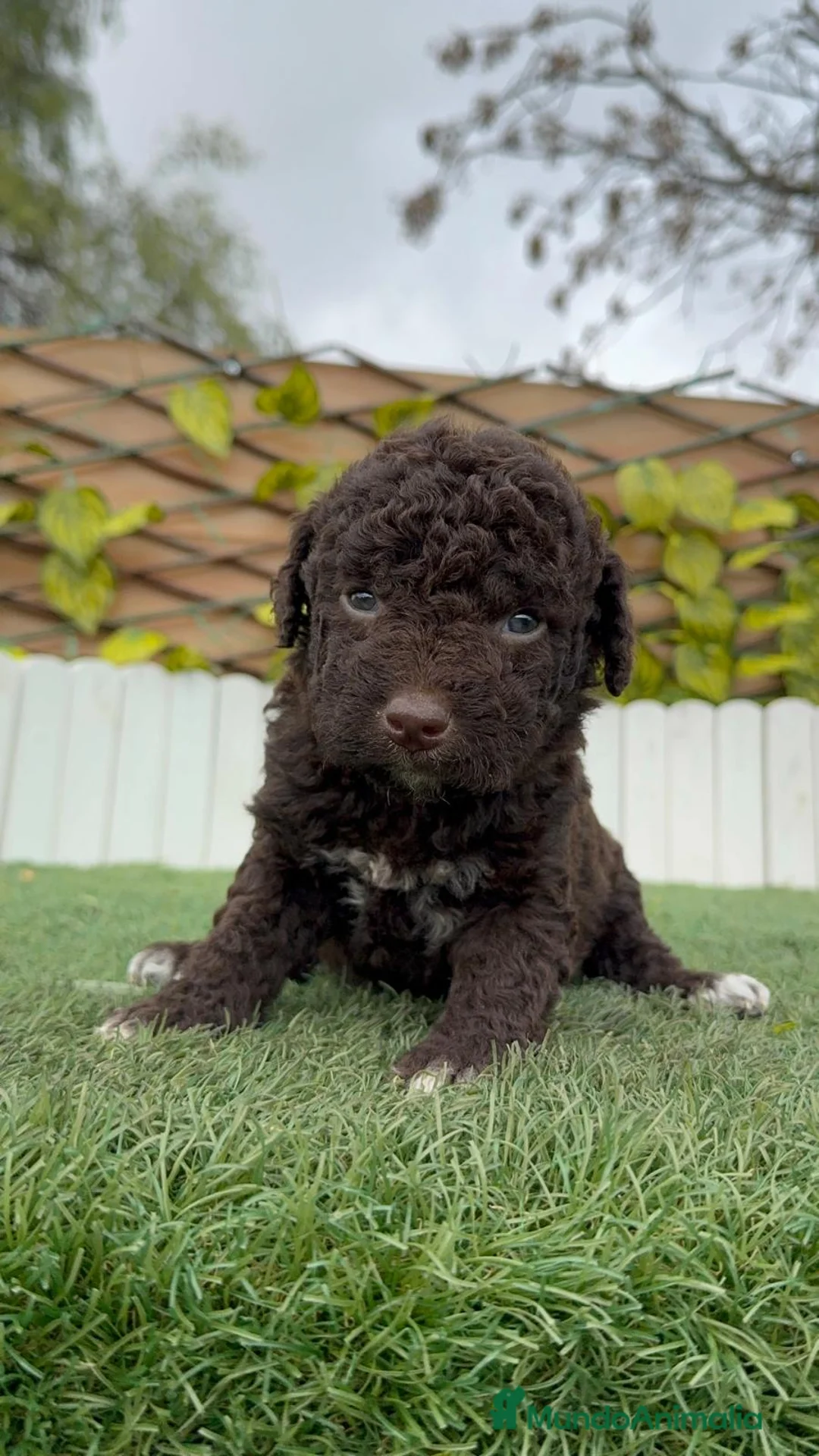Perro de Agua Español perros en venta: PERRO DE AGUA HEMBRA - Anuncio 7