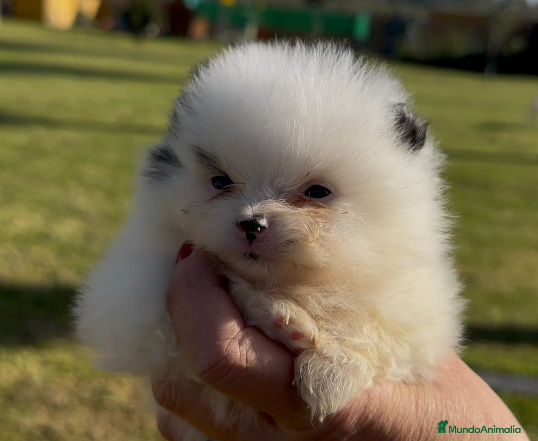 Pomerania perros en venta: Pomerania  - Anuncio 5