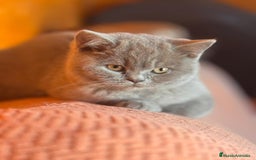 Británico de Pelo Corto gatos en venta: HEMBRA BRITISHSHORTHAIR LILAC - Imagen 2