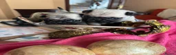 Carlino - Pug perros en venta: Cachorros de carlino  - Anuncio 15