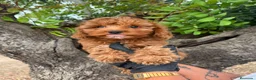 Cavapoo perros en venta: CAVAPOO ROJO MACHO CACHORRO ✨ - Anuncio 2