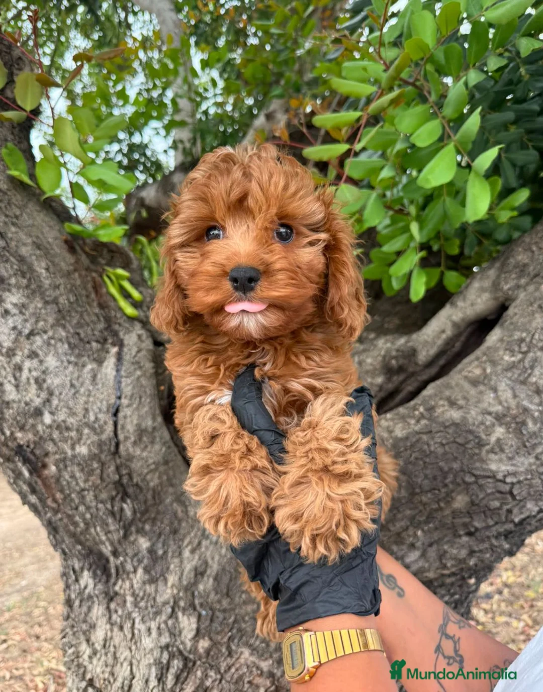 Cavapoo perros en venta: CAVAPOO ROJO MACHO CACHORRO ✨ - Anuncio 2