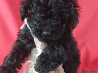 Caniche Toy perros - Anuncio 5