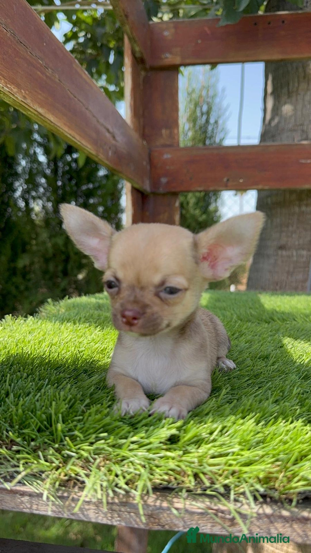 Chihuahua perros en venta: CHIHUAHUA MACHO  - Imagen 4