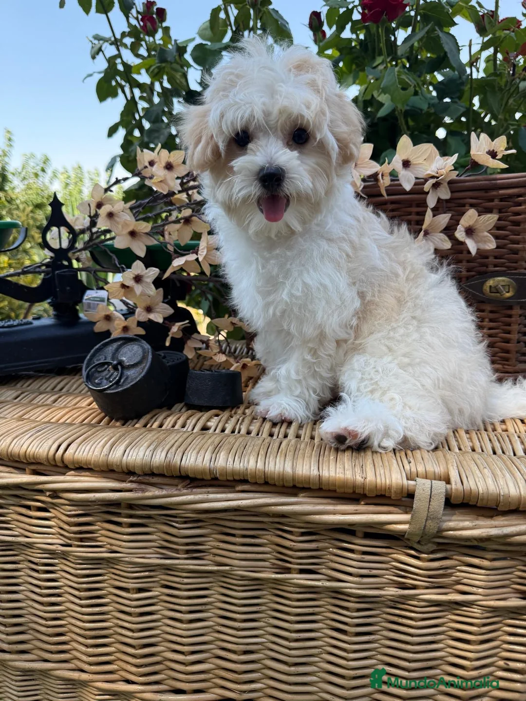 Maltipoo perros en venta: Maltipoo machos disponibles !!! - Anuncio 1