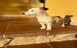 Jack Russell Terrier perros en venta: Cachorros de Jack russell  - Anuncio 32