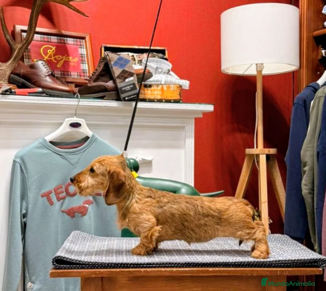 Teckel Miniatura perros en venta: Cachorra teckel pelo duro miniatura.. Kaninchen  - Anuncio 2