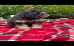 Caniche Toy perros en venta: Caniches toys Phanton ,apricot... - Imagen 5