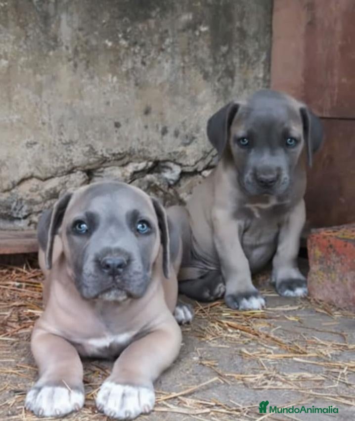 Cane Corso perros Cane Corso - Anuncio 1