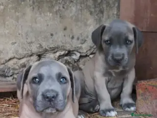 Cane Corso perros Cane Corso - Anuncio 1
