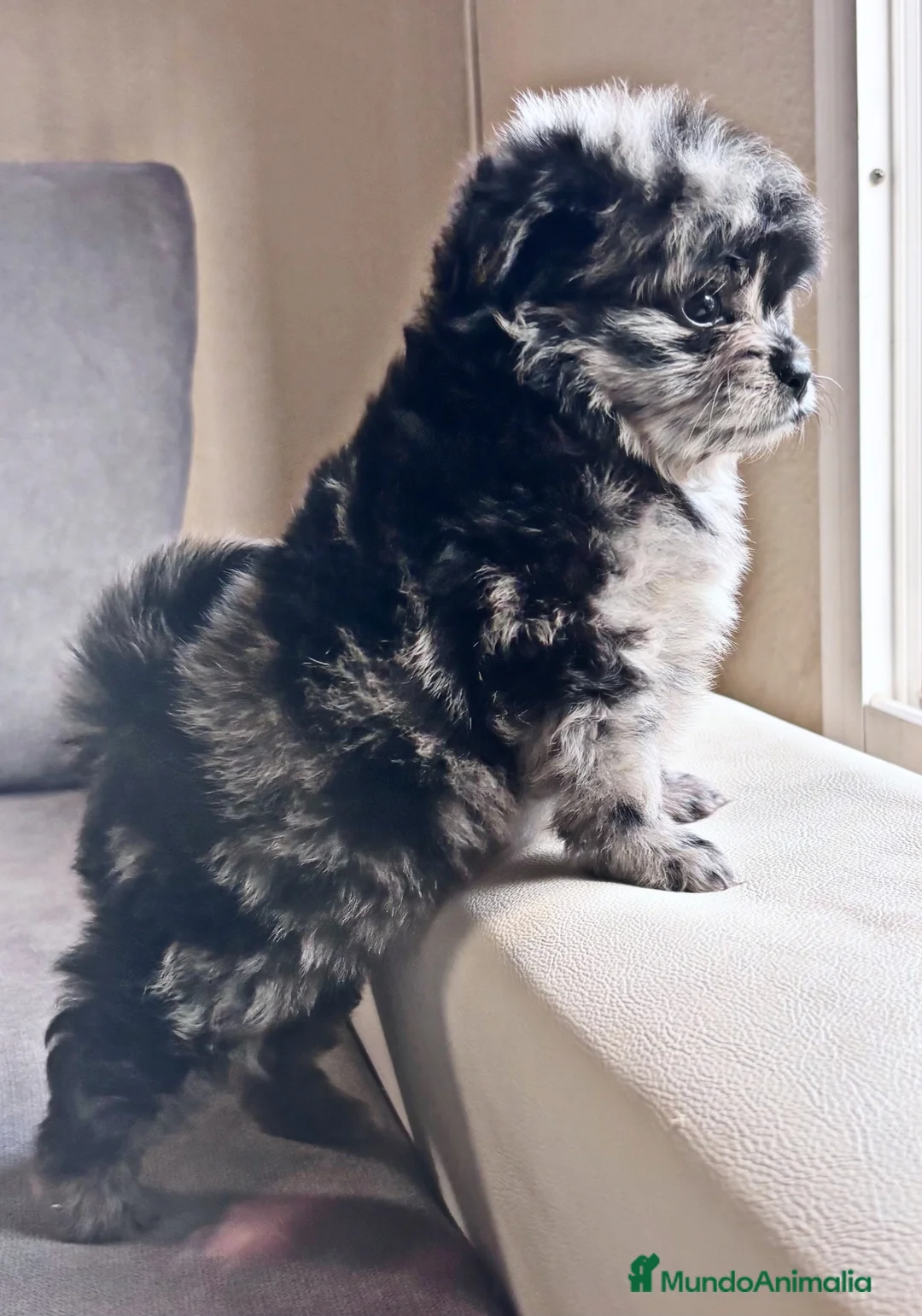 Pomapoo perros en venta: Pomapoo hembra - Anuncio 2