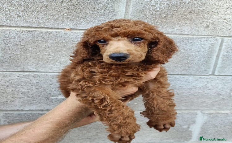 Caniche Toy perros - Propaganda 1