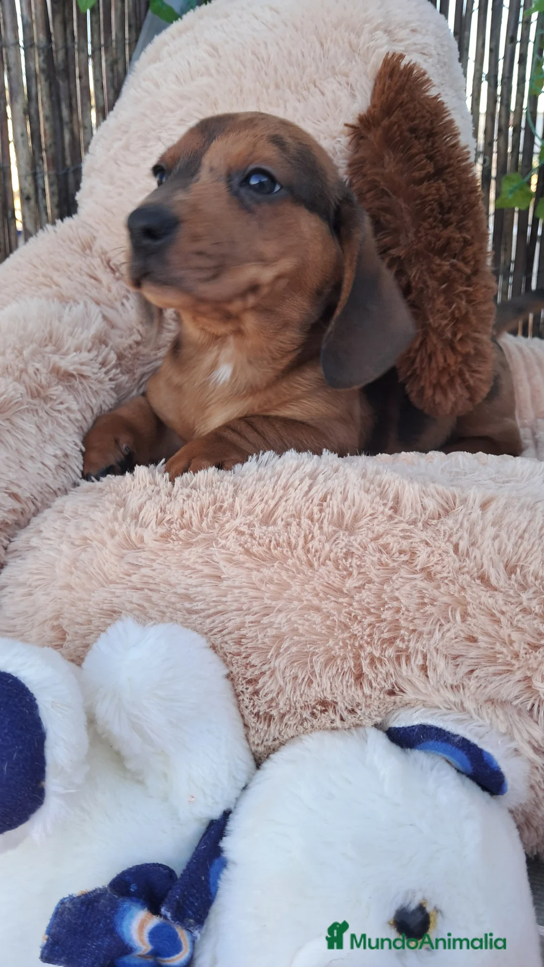 Teckel perros en venta: Bebés Teckels (perro salchicha) - Anuncio 1