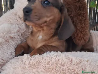 Teckel perros Bebés Teckels (perro salchicha) - Anuncio 1