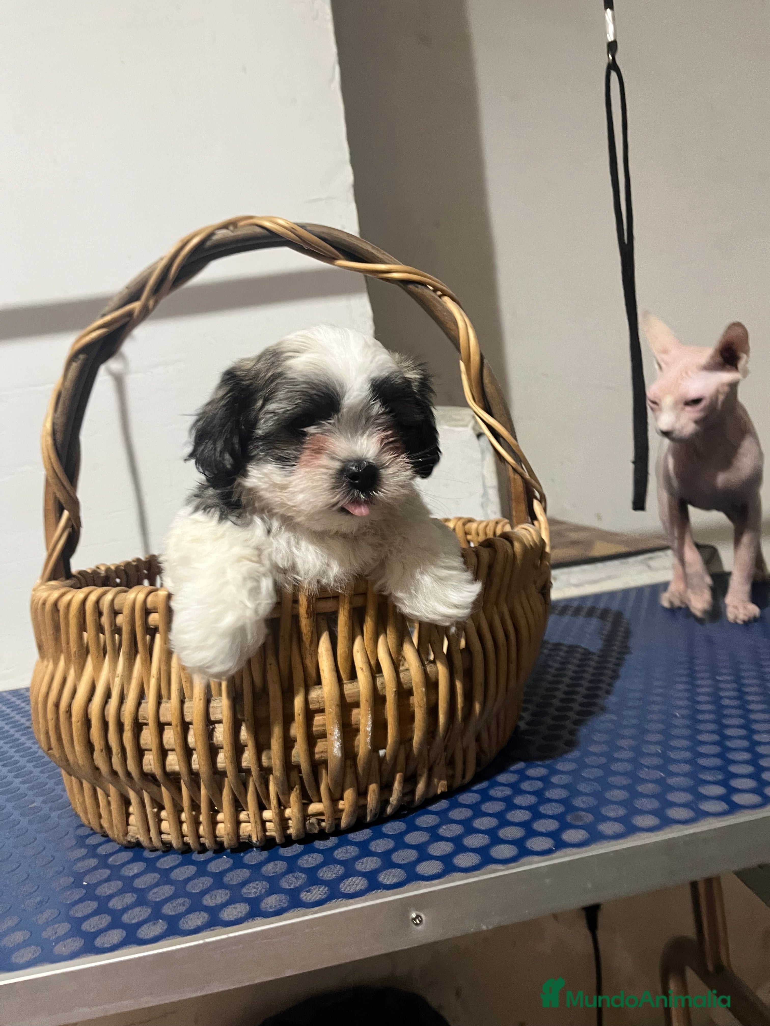 Shih Tzu perros Shih tzu  - Anuncio 1