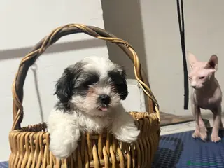 Shih Tzu perros Shih tzu - Anuncio 1