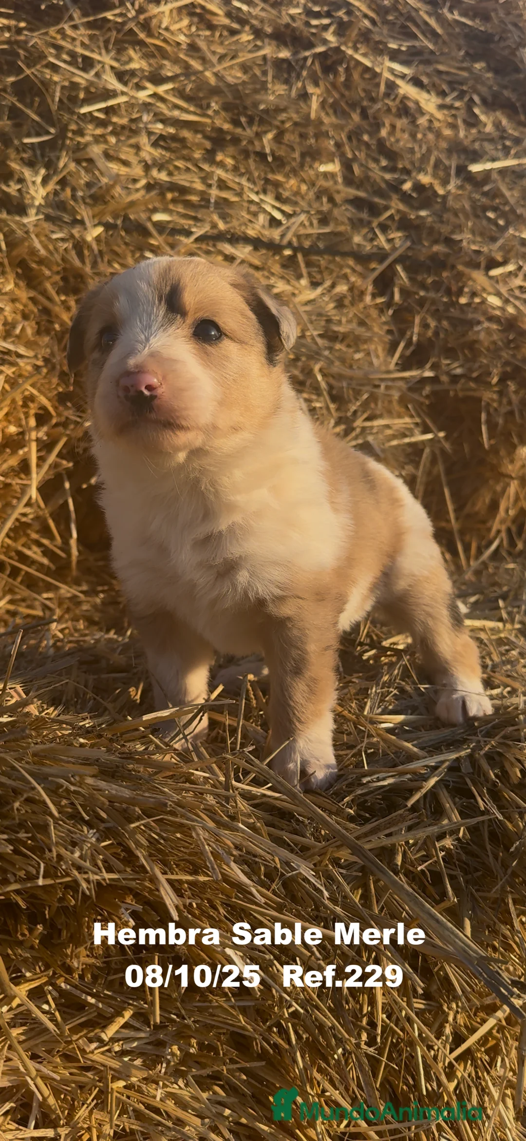 Border Collie perros en venta: BORDER COLLIE Sable Merle - Anuncio 9