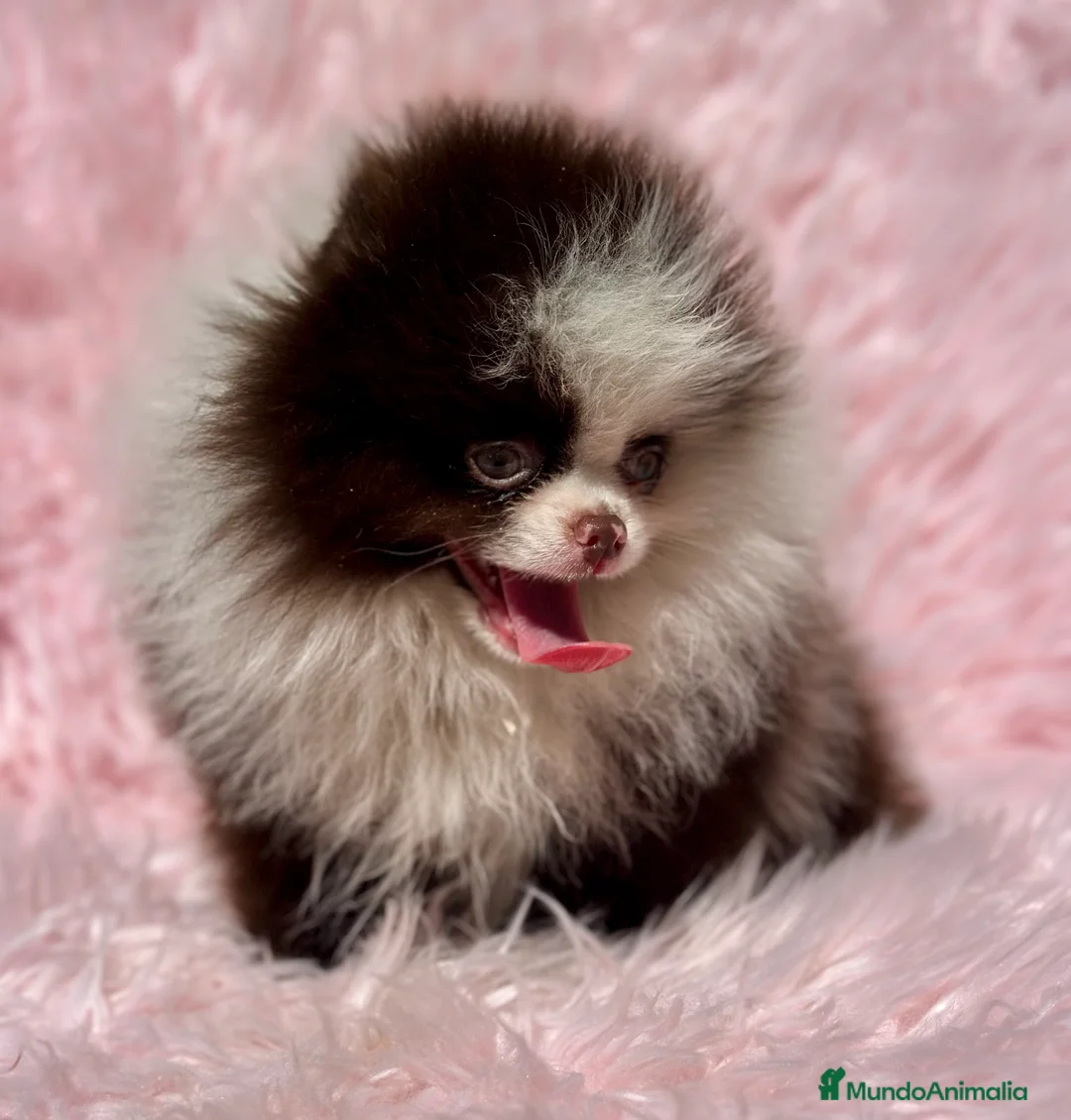 Pomerania perros en venta: EXCLUSIVA LULU POMERANIA MINITOY - Anuncio 3