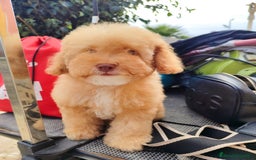 Caniche Toy perros en venta: Caniche Toy - Imagen 4