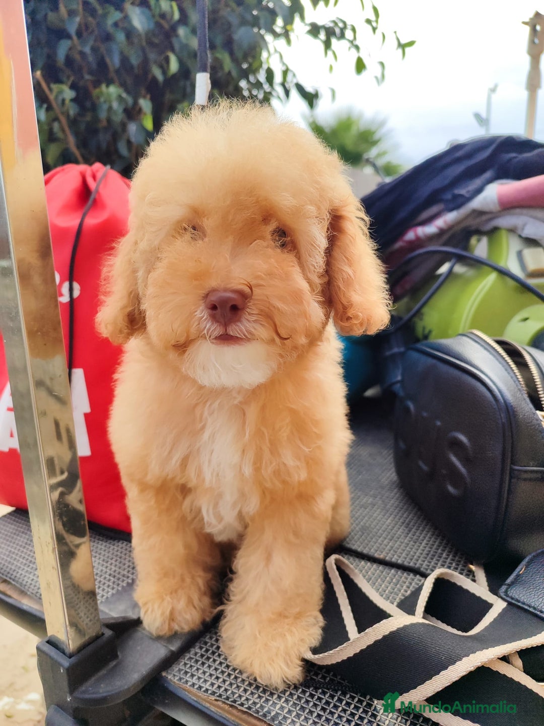 Caniche Toy perros en venta: Caniche Toy - Imagen 4