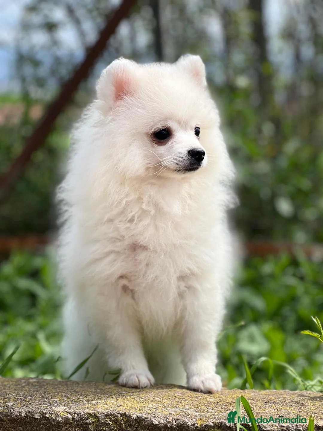 Pomerania perros en venta: POMERANIA HEMBRA DISPONIBLE en Barcelona - Anuncio 4