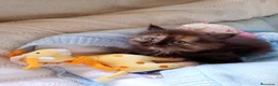 Persa gatos en venta: Disponible una parejita de persa y malayo - Anuncio 18